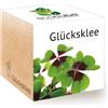 Feel Green Ecocube Lucky Clover, Idea regalo sostenibile (100% Eco-Friendly), Gr