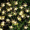 JZK 6.5m Impermeabile catena luminosa led solare da esterno interno fiore string