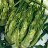 HORTUS 1000 SEMI DI CICORIA CATALOGNA PUNTARELLE DI GALATINA - ORTOGGI -INSALATE