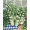 HORTUS 1000 SEMI DI CICORIA CATALOGNA A FOGLIE FRASTAGLIATE-CICORIA ASPARAGO-PUNTARELLE