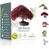 Cultivea Mini - Bonsai Ready-to-Grow Kit - Semi francesi 100% ecologici - Giardi