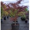 Vivaio di Castelletto Acero rosso giapponese Acer dissectum Red Pygmy pianta mastello 230lt Cfr24/26cm