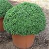 hortus Basilico Greco A Palla BASILICO FOGLIA VERDE FINE PIANTA AROMATICA 400 semi
