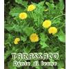 hortus 400 SEMI DI TARASSACO O DENTE DI LEONETaraxacum officinalis Dandelion seeds+