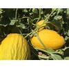 HORTUS MELONE GIALLO DI NAPOLI RUGOSO- O GIALLO SICILIANO 50 semi -melone invernale