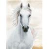 Pracht Creatives Hobby DIAMOND DOTZ Stallone, Quadro Scintillanti da Personalizzare, Circa 48 x (G0T)