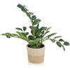 hjh OFFICE Pianta Artificiale ZAMIE Altezza 50 cm Verde Deco Zamioculcas Piuma F