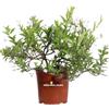 eGarden.store Pianta vera di Gelsomino di Notte Solanum Jasminoides Bianco da esterno
