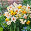DUTCH BULBS EXCLUSIVE PLANTS FROM HOLLAN Bulbi Fiori Perenni da Esterno 25 Bulbi di Narciso Collezione Budget Piante e