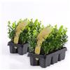 Vivaio di Castelletto Bosso Buxus microphylla Faulkner 12 piante da siepe sempreverde in vaso bio ø9