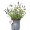 Vannucci Piante Lavandula angustifolia Hidcote compatta Lavanda Pianta vera in
