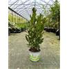Vivaio di Castelletto Alloro di Grottammare Laurus nobilis pianta aromatica sempreverde da siepe in