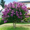 Vivaio di Castelletto Lagerstroemia indica Viola Powhatan pianta in vaso ø19 cm h 50/60 cm Vivaio di