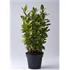 Vivaio di Castelletto Alloro Laurus nobilis pianta aromatica sempreverde a cespuglio da siepe fitta in