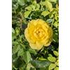 eGarden.store Pianta di Rosa Rifiorente vari colori vera ornamentale cespuglio da esterno