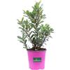 eGarden.store Pianta di Corbezzolo Pianta di Arbutus Unedo pianta da esterno pianta da frutto