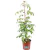 eGarden.store Pianta vera di Bignonia Contessa Sara rampicante ornamentale da esterno