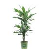 eGarden.store Pianta vera di Dracena Janet Lind foglia verde ornamentale da arredo interno
