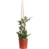 eGarden.store Pianta vera di Hoya Carnosa Fiore di Cera rampicante da arredo interno