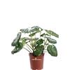 eGarden.store Pianta vera di Farfugium Japonicum Giganteum vaso 24 cm ornamentale da esterno