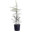eGarden.store Pianta vera di Cedrus Deodara conifera ad albero ornamentale da esterno