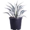 eGarden.store Pianta di Agave pianta succulenta ornamentale grassa vera con spine da esterno