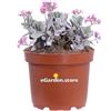 eGarden.store Pianta di Kalanchoe Pumila vera succulenta fiore rosa ornamentale da esterno