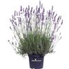eGarden.store Pianta vera di Lavanda Lavandula Angustifolia v.24 cm ornamentale da esterno