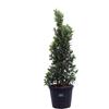 eGarden.store Pianta di Corbezzolo Pianta di Arbutus Unedo pianta da esterno pianta da frutto