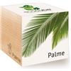 Feel Green GmbH Feel Green Ecocube Palme, Idea Regalo sostenibile (100% Eco Friendly),