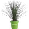 eGarden.store Pianta di Dasylirion Longissimum pianta vera decrativa palma da esterno in vaso