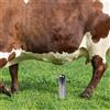 Tazza Per Mungitura, Ricambio Versatile Per Macchine Mungitrici Per Mucche Tazza