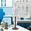 Modello Medico Cinese, Modello di Agopuntura Umana in PVC, Forniture Educative,