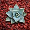 N/A Agave pygmaea 5-10cm | Dwarf agave | Pygmy agave - - Agave nana | Agave pigmea