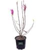 eGarden.store Pianta di magnolia pianta da esterno pianta ornamentale pianta vera di Magnolia
