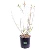 eGarden.store Pianta di magnolia pianta da esterno pianta ornamentale pianta vera di Magnolia