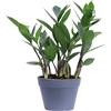 eGarden.store Pianta di Zamioculcas Zamilifolia pianta da interno pianta da appartamento vera