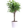 eGarden.store Pianta di Ficus Moclame Ficus Microcarpa pianta vera ornamentale da interno