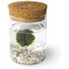 Non applicabile Marimo Original Sughero Leggenda - Singolo (Fondale Bianco)
