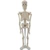Eurowagens Scheletro Modello Con Cremagliera Medico Anatomico Studio Corpo Struttura