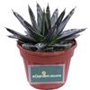 eGarden.store Pianta di Agave pianta succulenta ornamentale grassa vera con spine da esterno