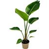 AMDGarden Pianta STERLIZIA strelitizia UCCELLO DEL PARADISO BIANCO falso banano vaso 17 CM