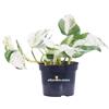 eGarden.store Pianta di Pothos Pianta di Scindapsus pianta da interno pianta ornamentale vera