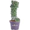 eGarden.store Pianta di Euphorbia Ritchiei vera ornamentale grassa da arredo interno