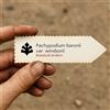 N/A Pachypodium baronii var. windsorii 10 SEEDS - - SEMI Palma del Madagascar | Pac