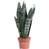 eGarden.store Pianta di Sansevieria Zeylanica vera succulenta ornamentale da arredo interno