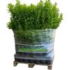 Vivai Miano Mix di 20 Piante di Agrumi a scelta 🌱 - Scegli la varietà!