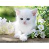 Ravensburger 12000706 - Gattino Bianco - puzzle 1500 pezzi puzzle ad qwjk