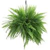 eGarden.store Pianta di Felce di Boston Nephrolepis pianta tropicale vera ornamentale in vaso