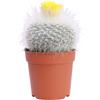 eGarden.store Pianta vera di Parodia Cactus globulare ornamentale pianta grassa da interno
